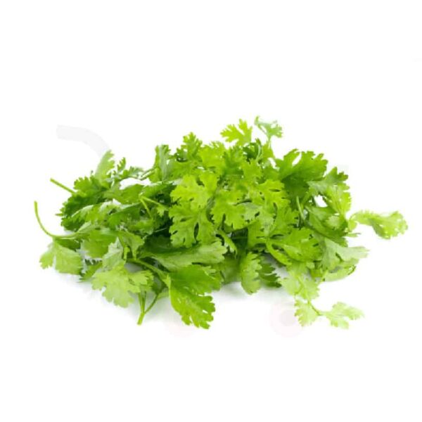 Fresh Coriander Kotmeer