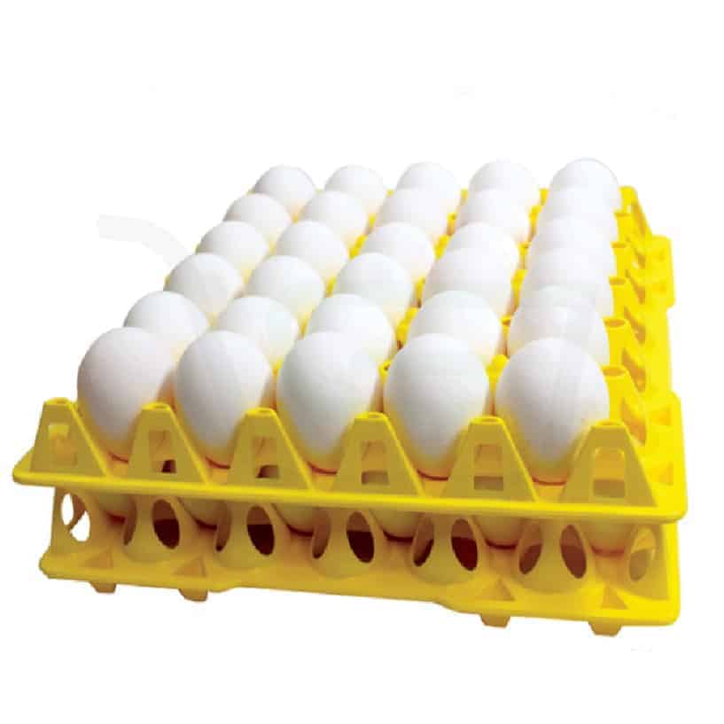 Fresh table eggs urbangroc