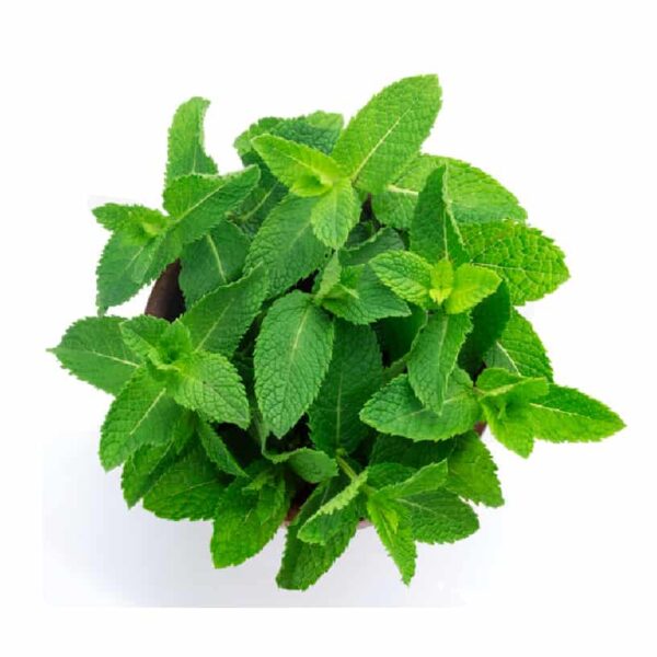Fresh Mint Leaves Pudina