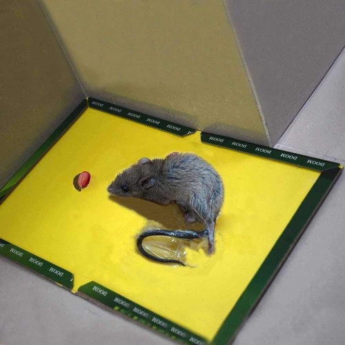 Mouse & Rat - Glue Traps - UrbanGroc